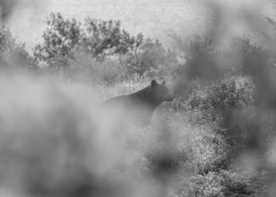 Grizzly Bear in Montana