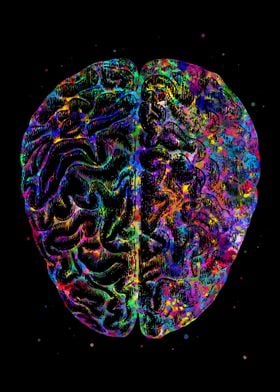 Brain Human Anatomy