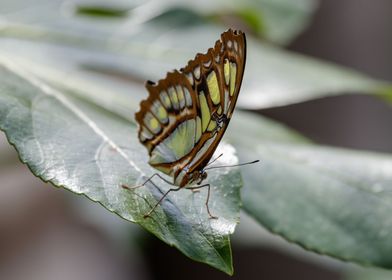 Malachite butterfly