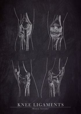 Knee Ligament Anatomy