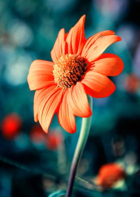 Orange Gazania