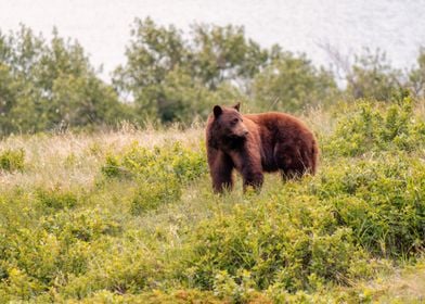 Grizzly Bear in Montana