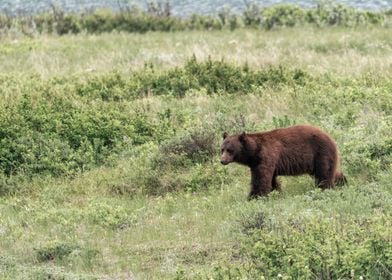 Grizzly Bear in Montana