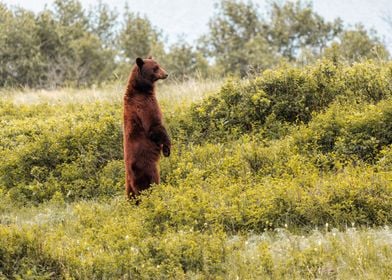 Standing Grizzly