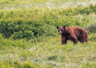 Grizzly Bear in Montana