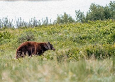 Grizzly Bear in Montana