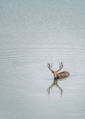 Portrait of Bactrian Deer