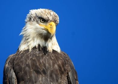 Eagle