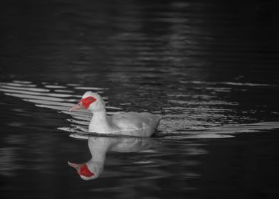 Muscovy Duck Red Face No2