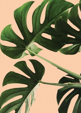 Monstera Plant