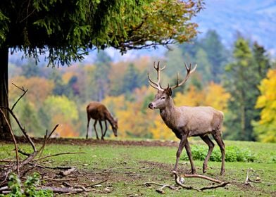 Two Deer 