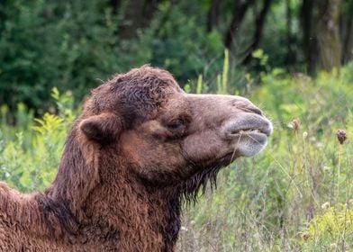 Close Up of a Camel