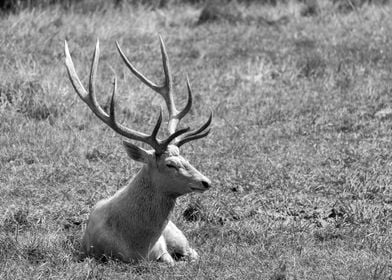 Portrait of Bactrian Deer