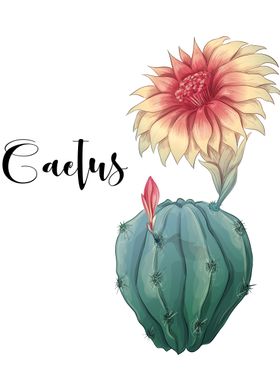 Cactus Illustration