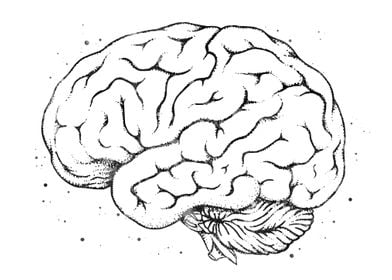 Brain Anatomy