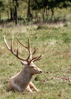 Portrait of Bactrian Deer