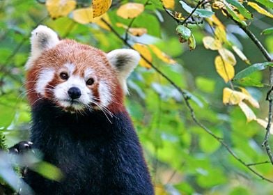 Red Panda