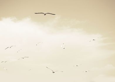 Beige sky seagulls flying