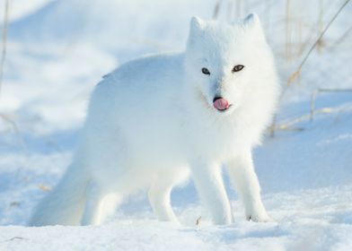 Snow fox