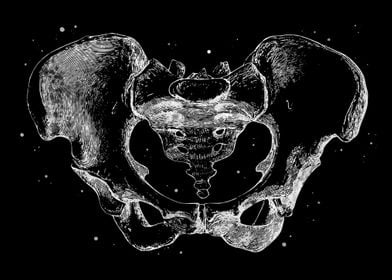 Human Pelvis 