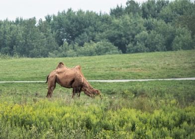 Grazing Camel