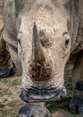 Portrait of a Rhino