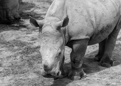 Baby Rhino