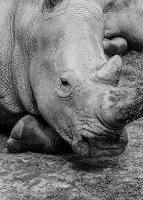 Portrait of a Rhino