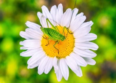 Green grasshopper on daisy