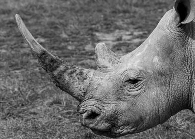 Portrait of a Rhino