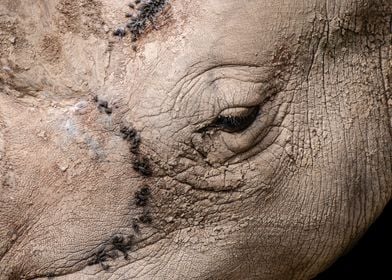 Portrait of a Rhino