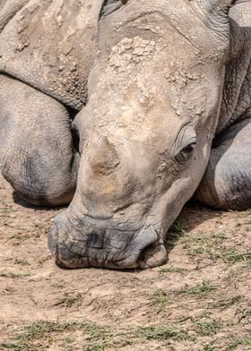 Portrait of a Rhino