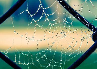 Water drops on spider web 