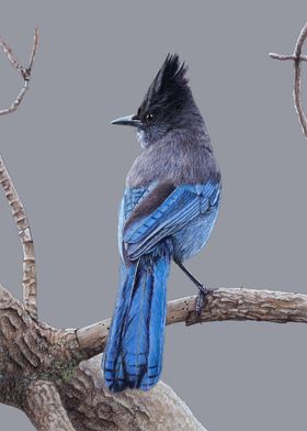 Stellers jay