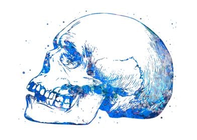 Skull Human Anatomy