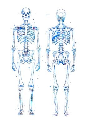 Human Skeleton Anatomy