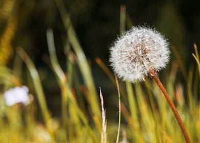 Dandelion in the Summer