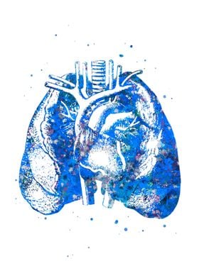 Lung and Heart Anatomy