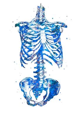 Torso Skeleton Anatomy