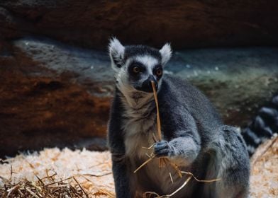 Lemur with food