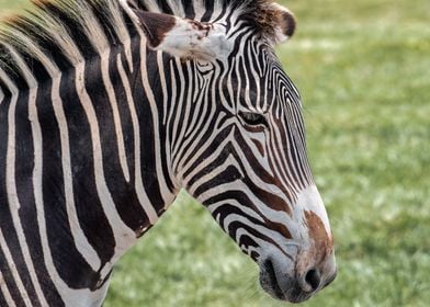 Portrait of a Zebra