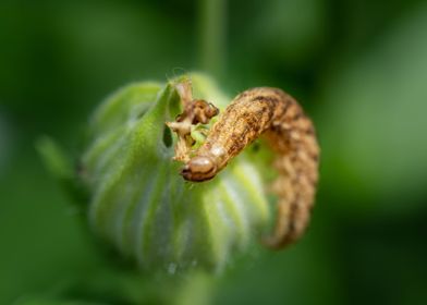 Caterpillar