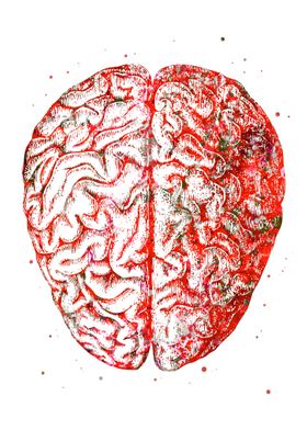 Red Brain Anatomy