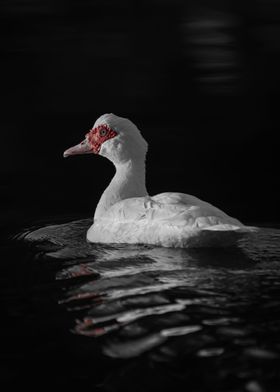 Muscovy Duck Red Face