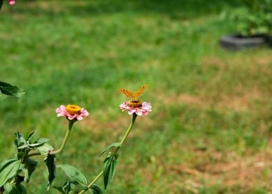 Butterfly on Zinnia flower