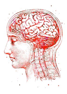 Brain Human Anatomy