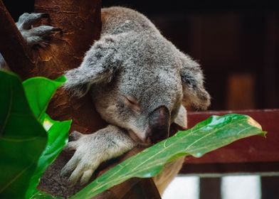 Koala Sleeping