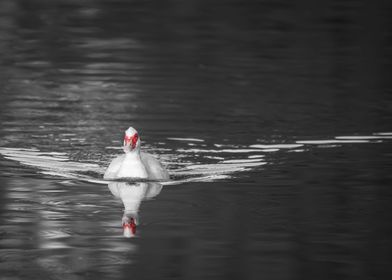 Red Face Duck