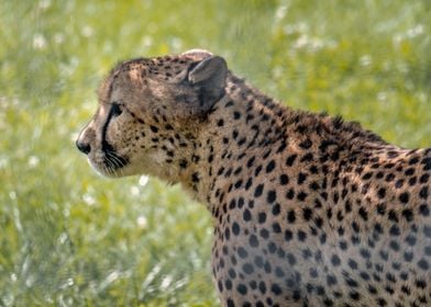 Portrait of a Cheetah