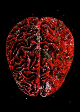 Brain Anatomy